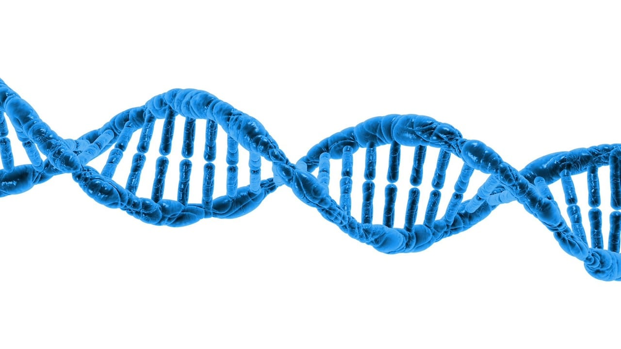 The Rise of Bio-Digital Infrastructure: Engineering Synthetic Gene-Circuit Memory for Long-Term Data Archival